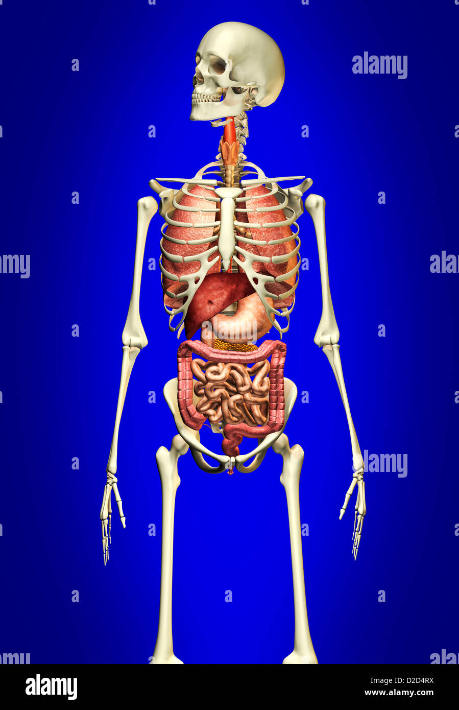 Medicina Anatomica Fotos e Imágenes de stock - Alamy