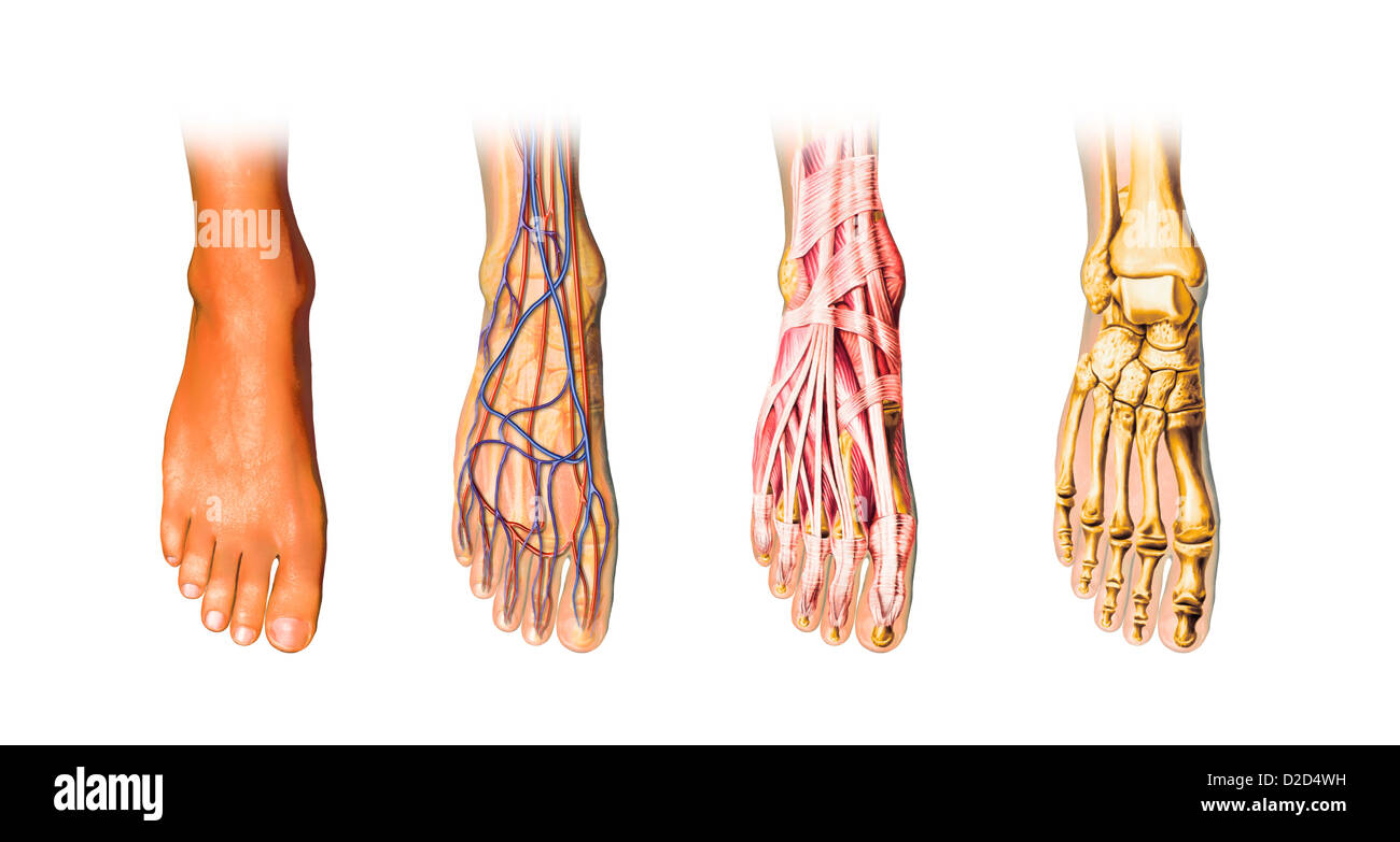 Anatomía del pie humano equipo ilustraciones Foto de stock