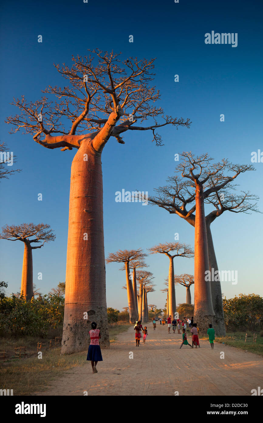 Madagascar, Morondava, Avenida de los baobabs, Allee des Baobabs, al atardecer Foto de stock