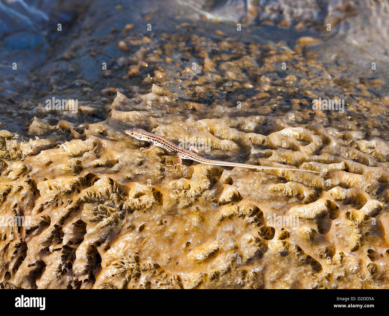 Small lizard en el contexto natural de sal de mar secos Foto de stock