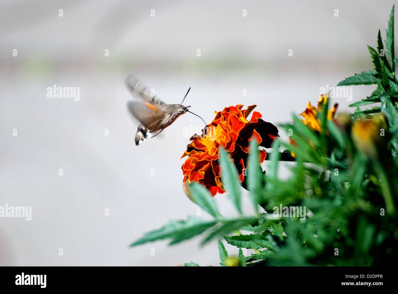 La mariposa bebe el néctar de una flor de una caléndula Foto de stock