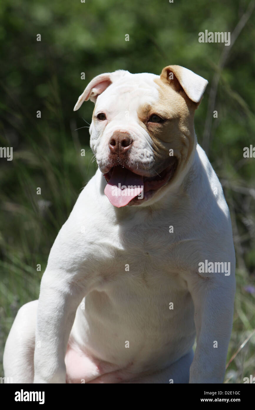 Perro cachorro bulldog americano / abusador retrato Foto de stock
