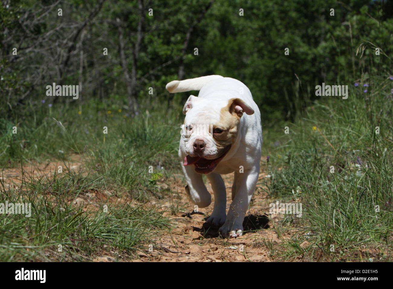 Perro bulldog americano / Bully cachorro ejecutando Foto de stock