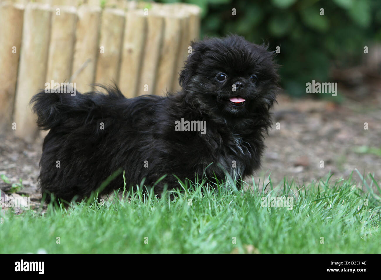 Pekingese Puppy Dogs In Garden Fotos E Imagenes De Stock Alamy