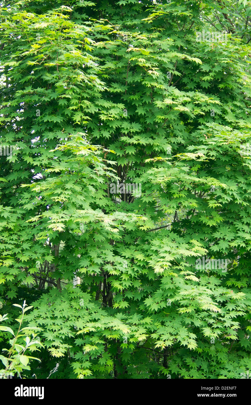 Las hojas de los arces apiladas Foto de stock