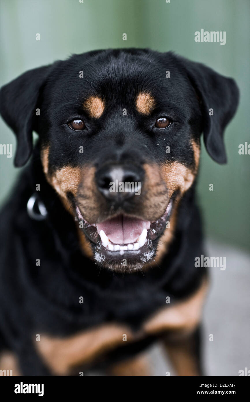 Rottweiler perro ladrando, retrato animal Foto de stock