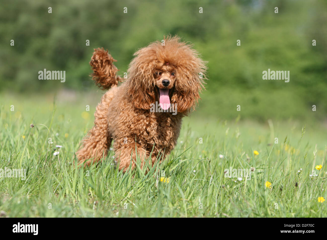 Perro Caniche Pudel / / , Caniche enano / miniatura / Nain adulto (leonado  rojo) caminando en una pradera Fotografía de stock - Alamy