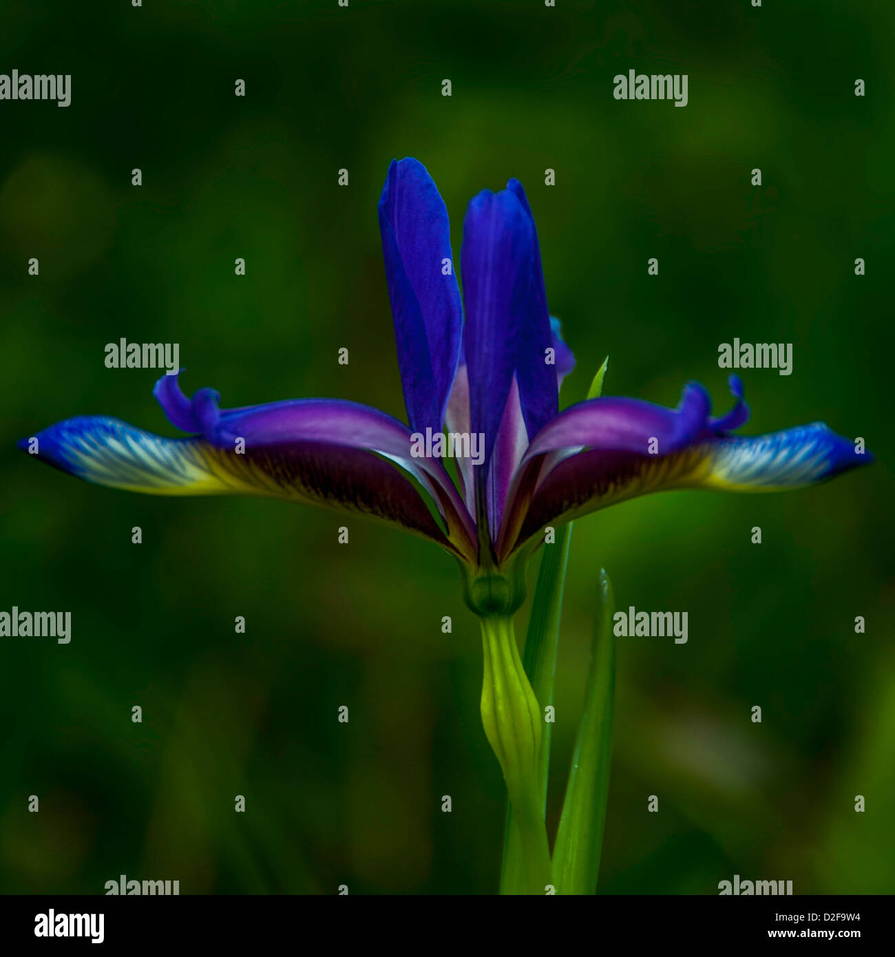 Una cabeza de floración-hojas de hierba (Iris graminea) Foto de stock