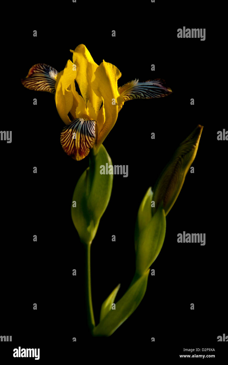 Una salvaje húngaro amarillo (Iris variegata) aislado sobre fondo negro Foto de stock