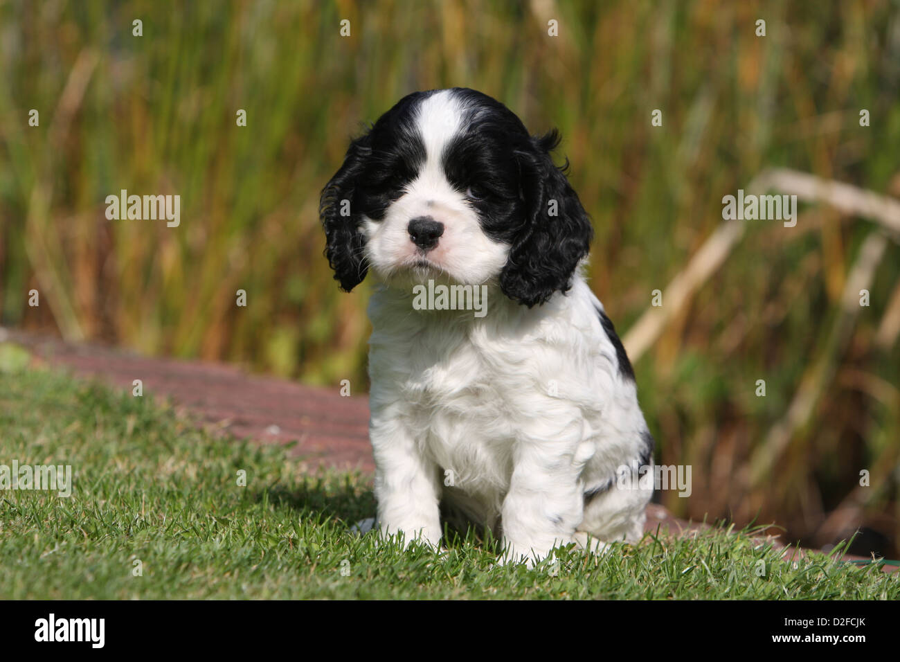 Perro Cachorro Cocker Spaniel Americano Blanco Y Negro Sentados En Un Jardin Fotografia De Stock Alamy