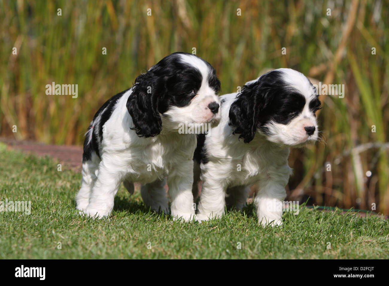 Perro Cocker Spaniel Americano Dos Cachorros Blanco Y Negro De Pie Sobre El Cesped Fotografia De Stock Alamy Perro Cocker Spaniel Americano Dos Cachorros Blanco Y Negro De Pie Sobre El Cesped Fotografia De Stock Alamy