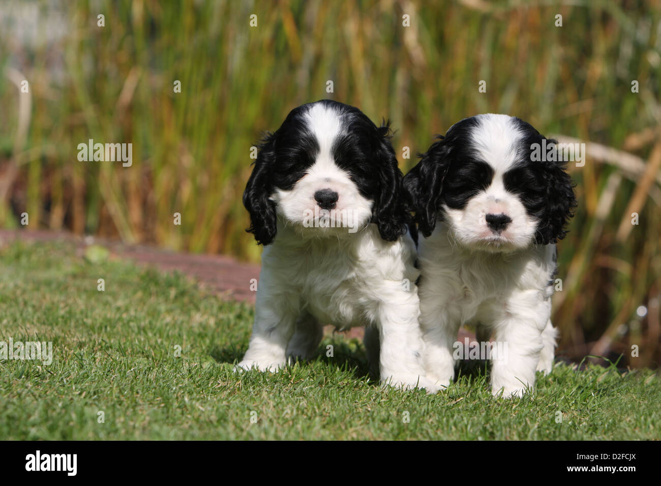 Perro Cocker Spaniel Americano Dos Cachorros Blanco Y Negro De Pie Sobre El Cesped Fotografia De Stock Alamy Perro Cocker Spaniel Americano Dos Cachorros Blanco Y Negro De Pie Sobre El Cesped Fotografia De Stock Alamy