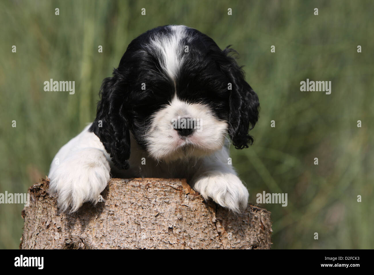 Perro cachorro Cocker Spaniel Americano (blanco y negro) acostado sobre una  madera Fotografía de stock - Alamy