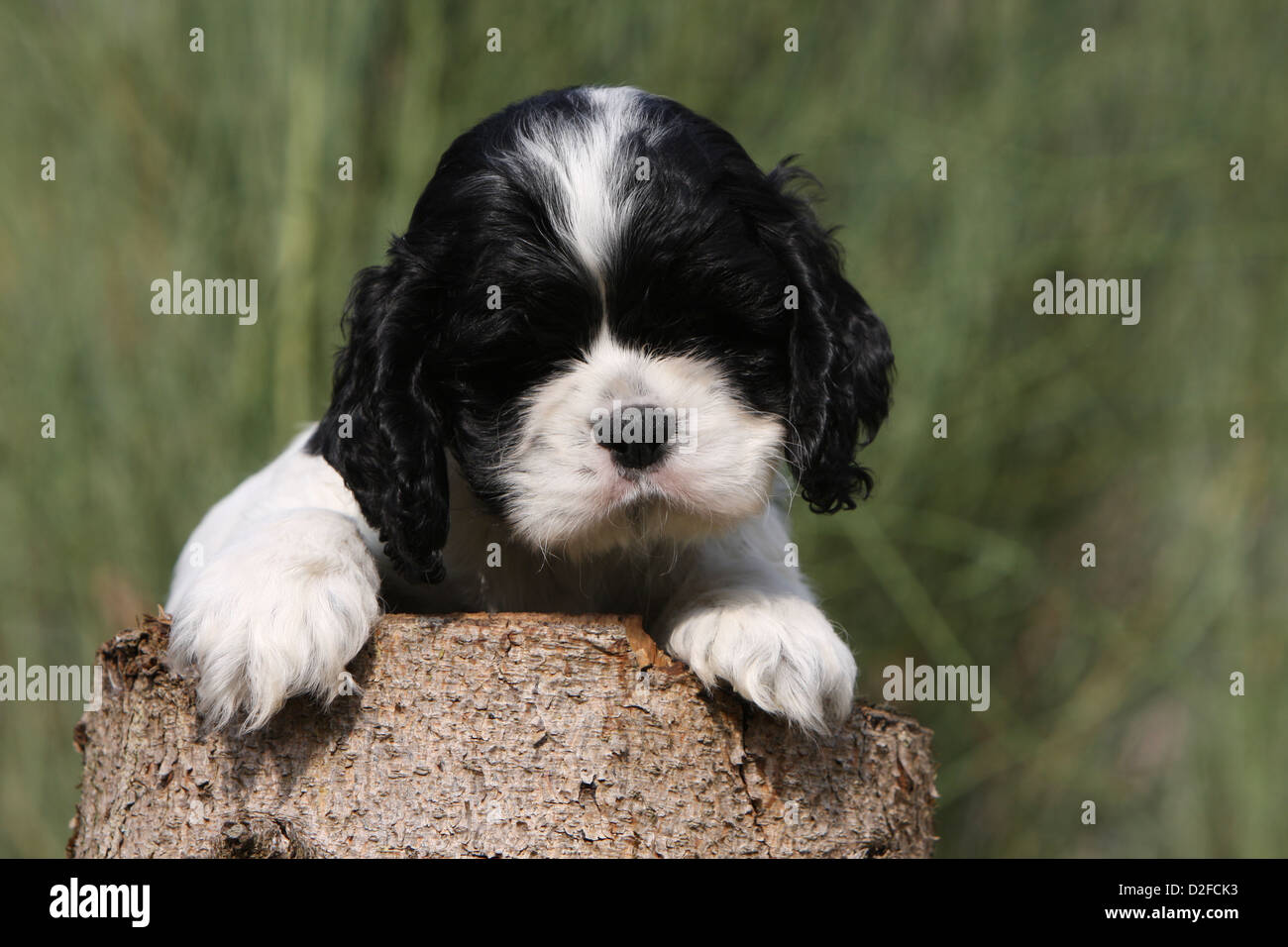 Perro Cachorro Cocker Spaniel Americano Blanco Y Negro Acostado Sobre Una Madera Fotografia De Stock Alamy Perro Cachorro Cocker Spaniel Americano Blanco Y Negro Acostado Sobre Una Madera Fotografia De Stock Alamy