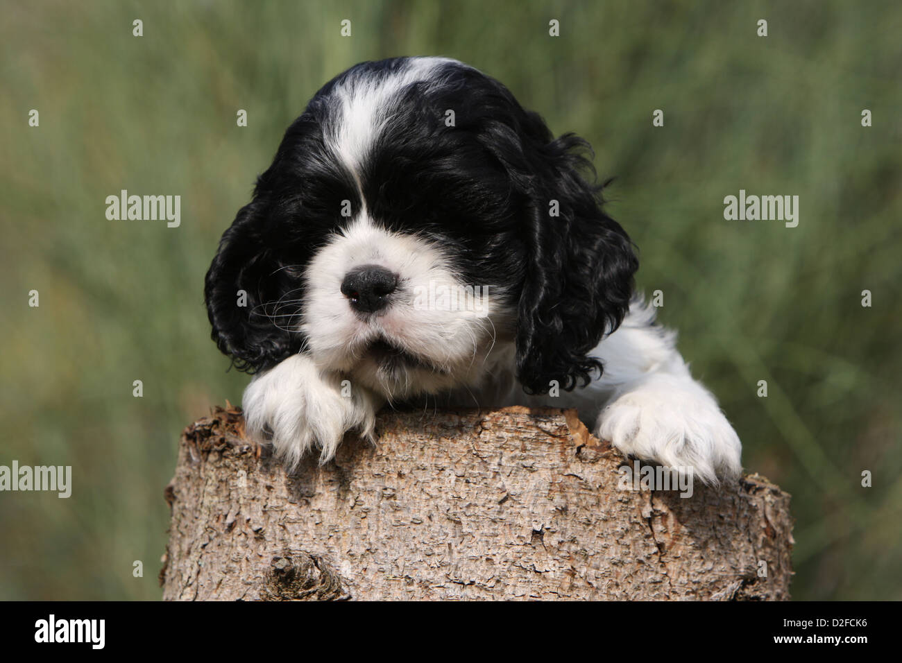Perro Cachorro Cocker Spaniel Americano Blanco Y Negro Acostado Sobre Una Madera Fotografia De Stock Alamy