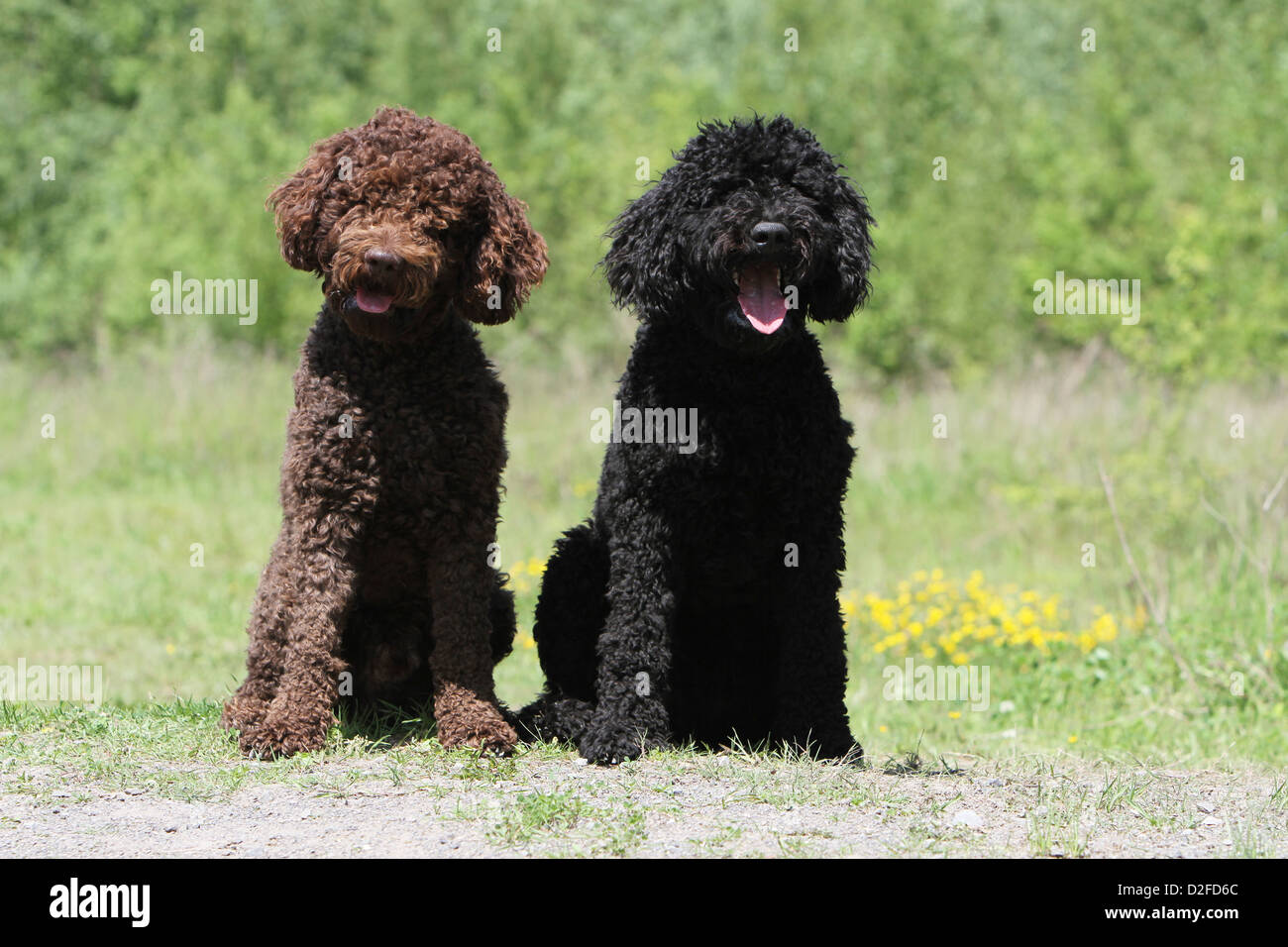 Perro Barbet / Perro de Agua francés dos adultos de diferentes colores  (marrón y negro) sentado en un prado Fotografía de stock - Alamy