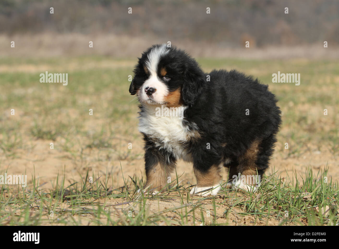 Cachorro de perro de montaña Bernés perro de pie en un campo Fotografía de  stock - Alamy