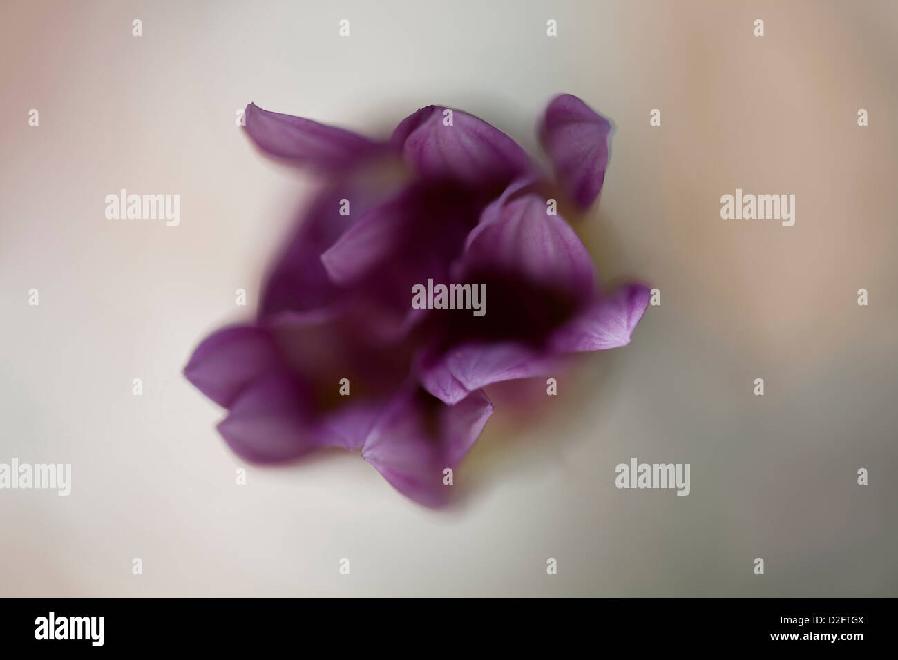 Un púrpura Gazania daisy en foco suave, vista desde arriba Foto de stock