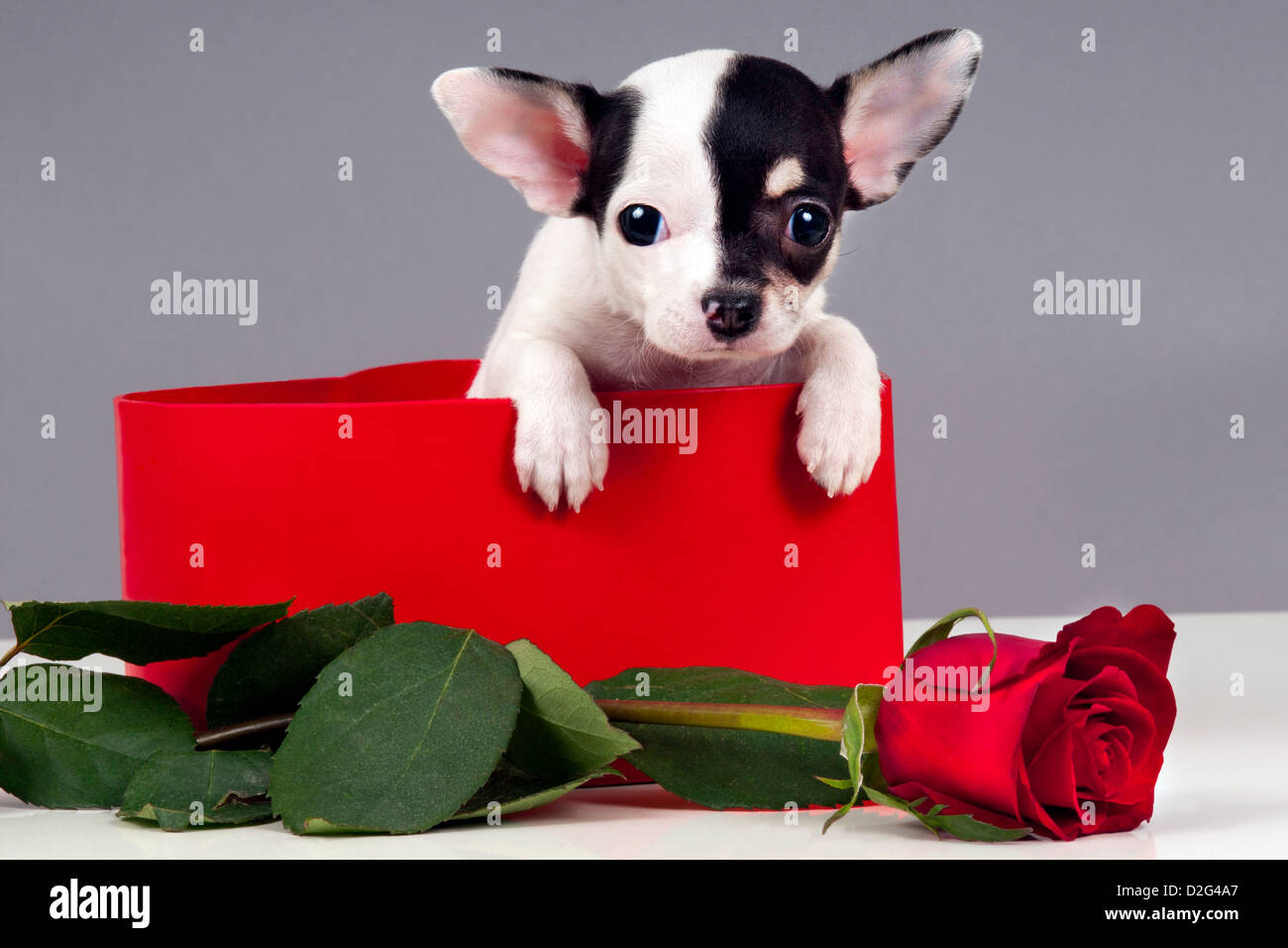Cute Chihuahua cachorro en una caja de regalo con rosas rojas Fotografía de  stock - Alamy