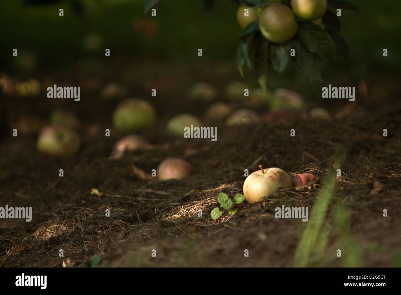 Manzano (Malus) Foto de stock