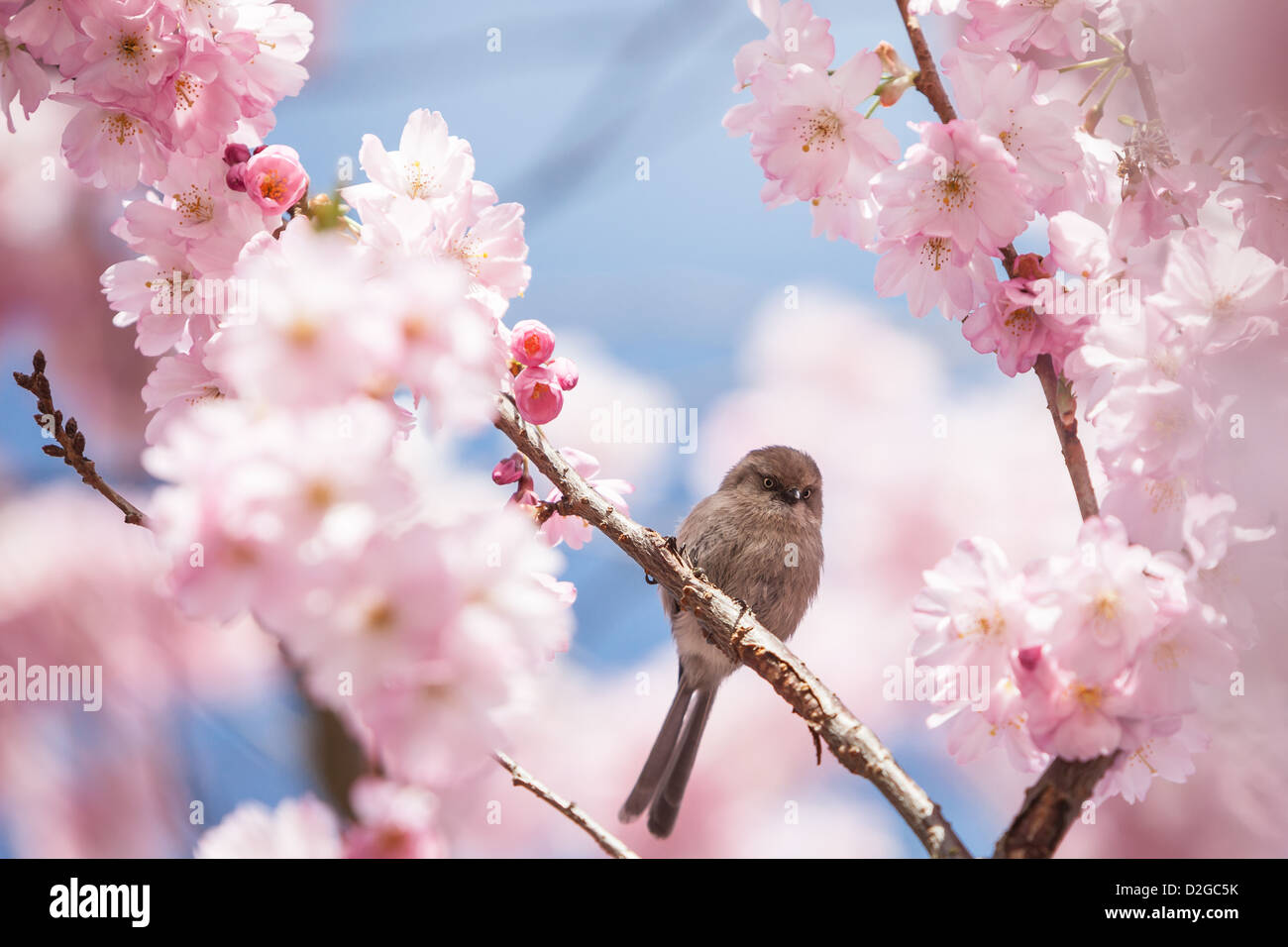Rama de los cerezos en flor fotografías e imágenes de alta resolución -  Alamy