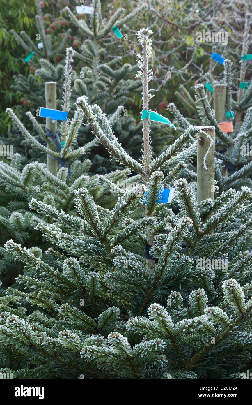 La escarcha sobre árboles de Navidad de coníferas pendiente de venta en el centro de jardinería Foto de stock