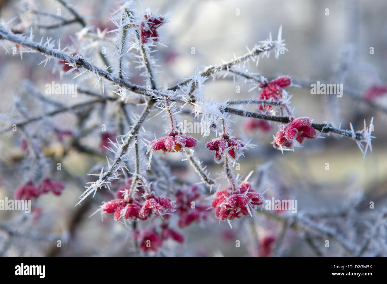 Close-up de espino silvestre arbusto cubierto con helada hoar y bayas rojas Foto de stock