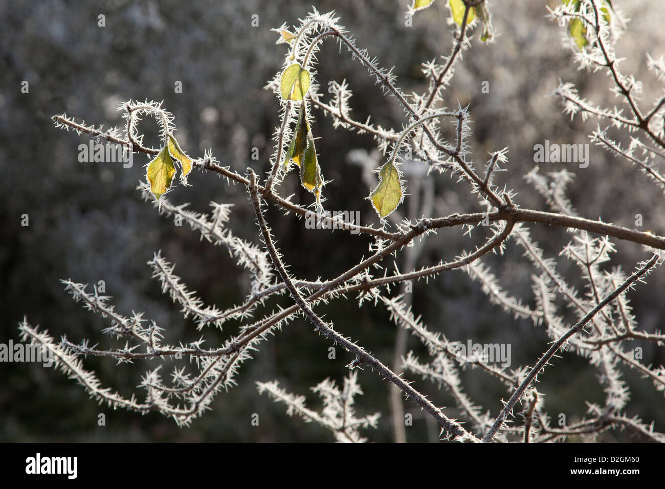 Helada Hoar de invierno sobre hielo ramitas de árbol Foto de stock