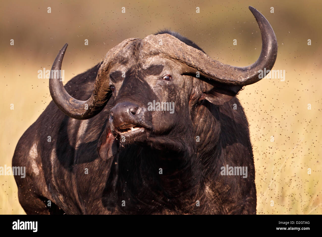 El búfalo africano con miles de moscas. Foto de stock