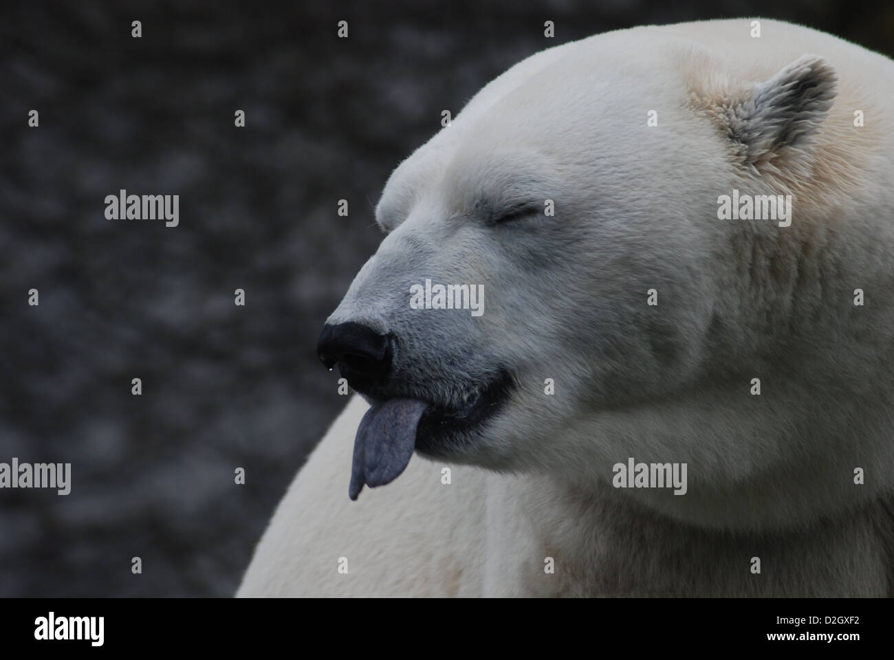 Bear le saca la lengua, el oso polar (Ursus maritimus), oso polar, Eisbär streckt Zunge raus, Eisbär (Ursus maritimus), Polarbär Foto de stock