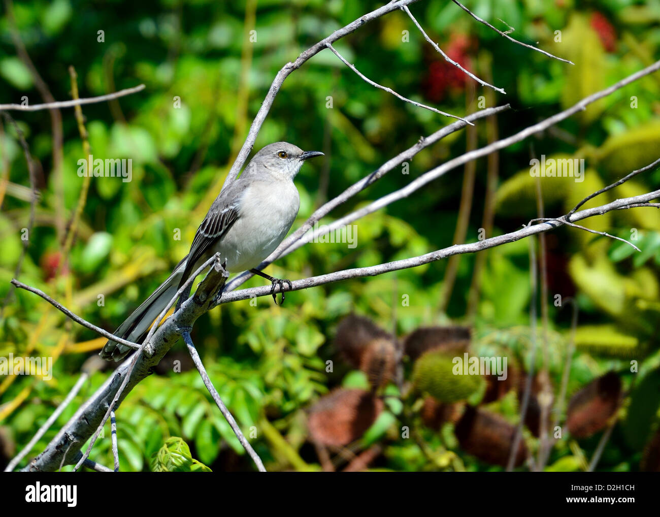 Una Northern Mockingbird en una rama. El Parque Nacional Everglades, en Florida, EE.UU. Foto de stock