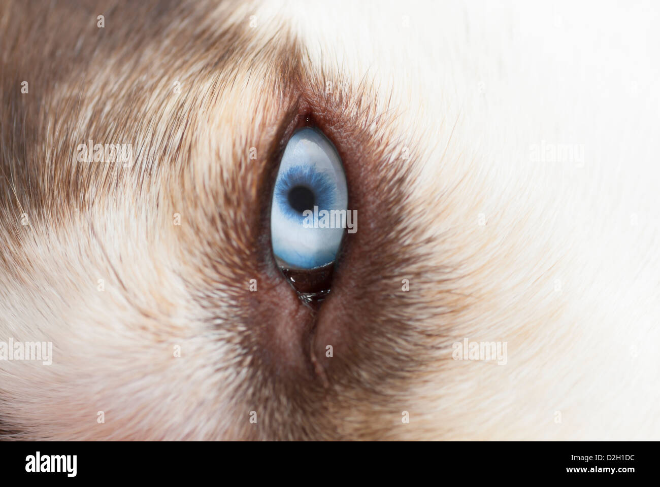 Siberian Husky con ojos azules. Se centran en el ojo. Foto de stock