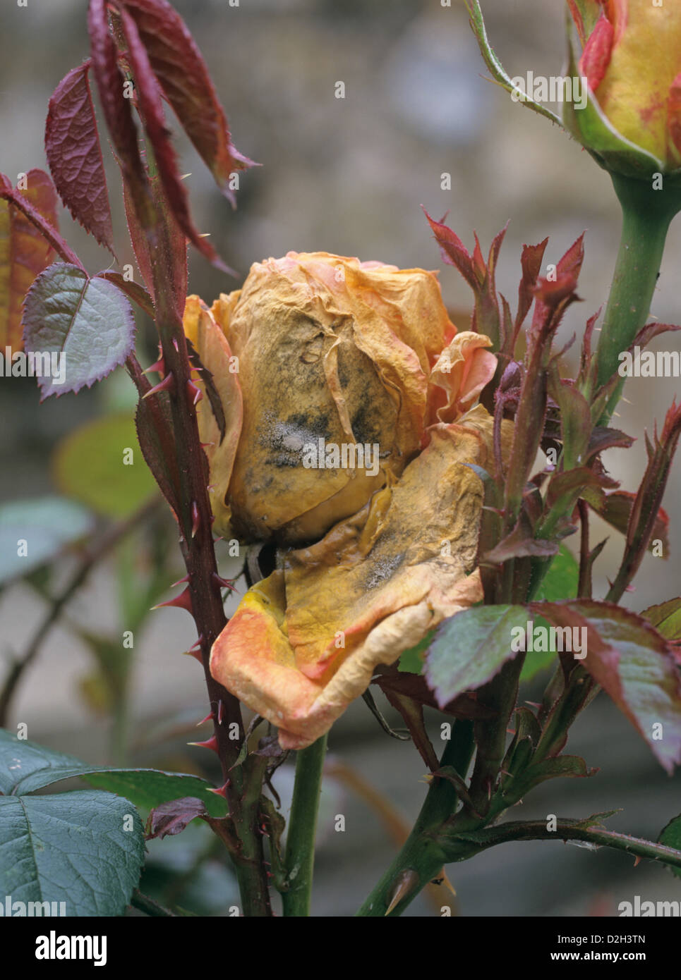 El moho gris, Botrytis cinerea, desarrollando en una rosa amarilla flor en tiempo húmedo Foto de stock