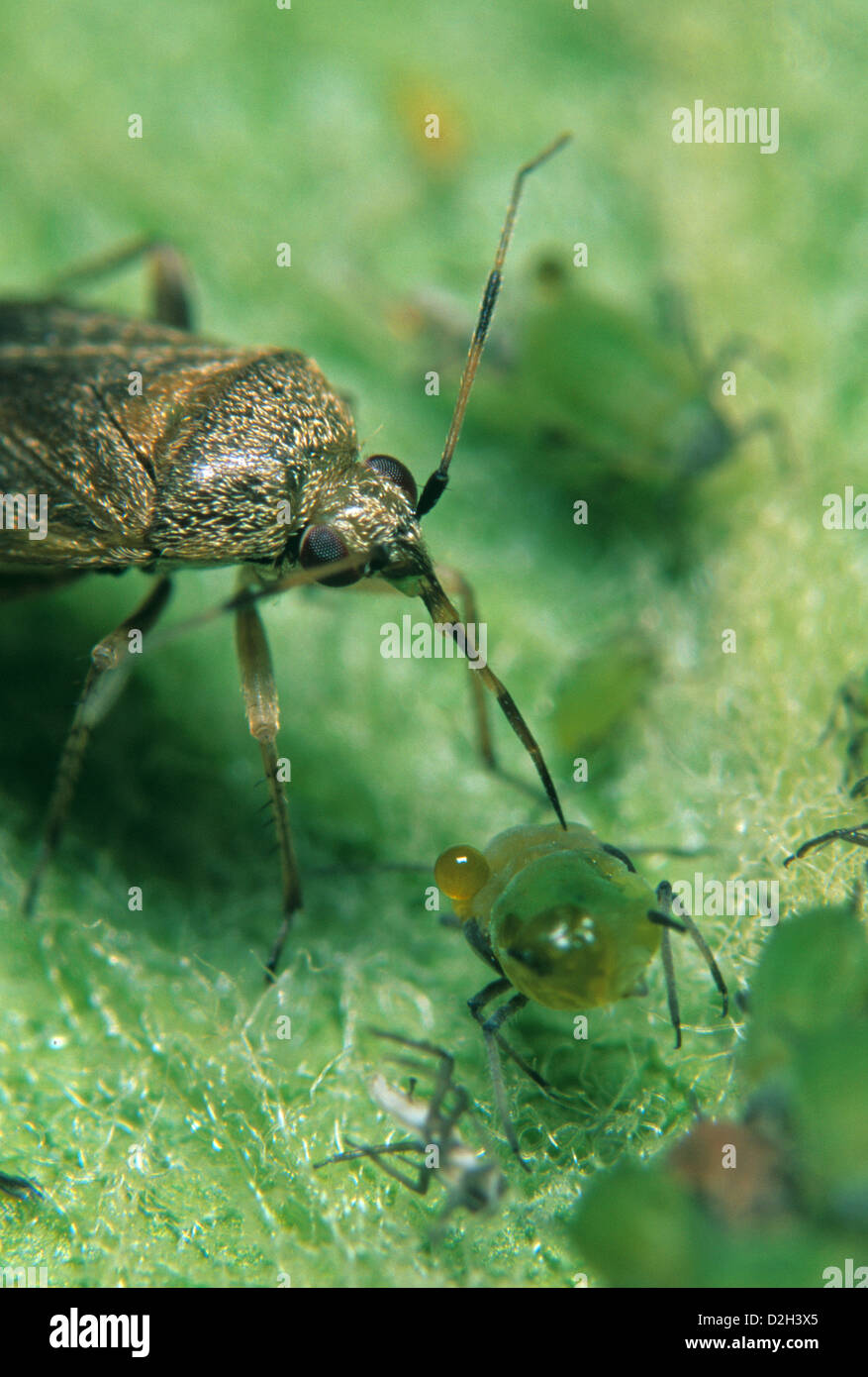Una planta depredadora bug, Psallus sp., alimentándose de una greenfly. Foto de stock