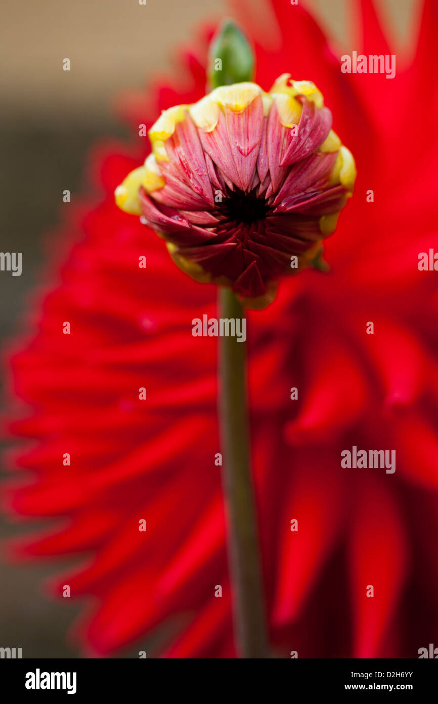 Detalle de la flor de crisantemo rojo Foto de stock