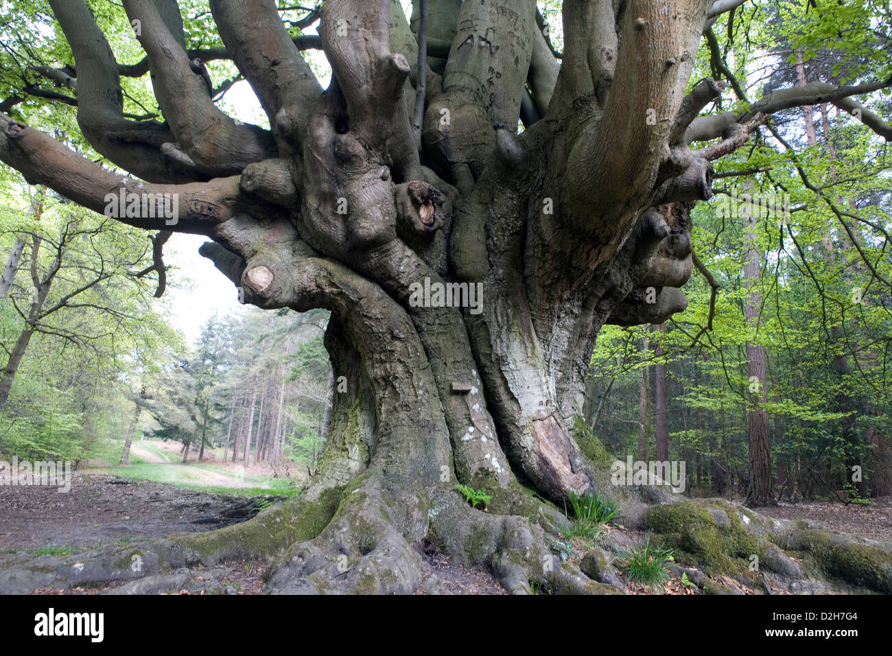 Un antiguo árbol retorcido en un pequeño parche de bosque en Sussex. Foto de stock