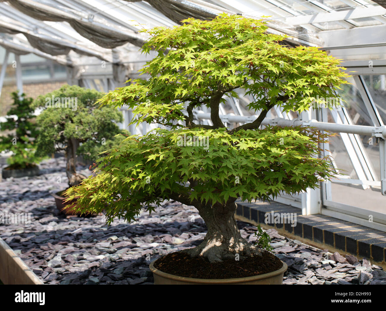 Acer palmatum bonsai japanese maple fotografías e imágenes de alta resolución Alamy