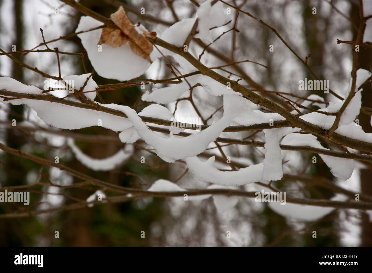 La descongelación de nieve y colgados de las ramas del bosque Foto de stock