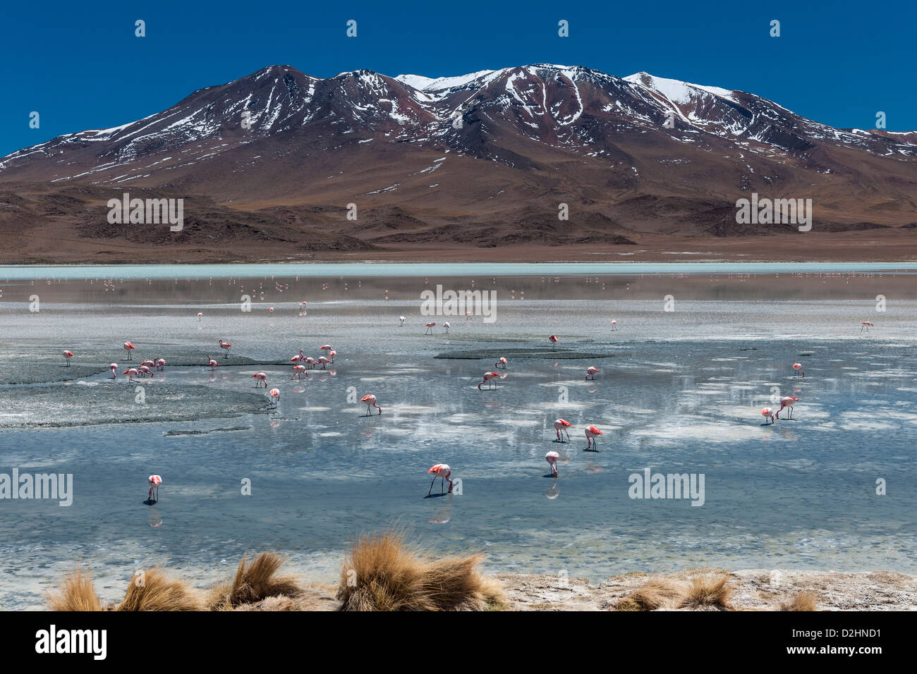 James's Flamingo, Phoenicoparrus jamesi, Laguna Hedionda, Laguna Hedionda, Reserva Nacional de Fauna Andina Eduardo Abaroa Foto de stock