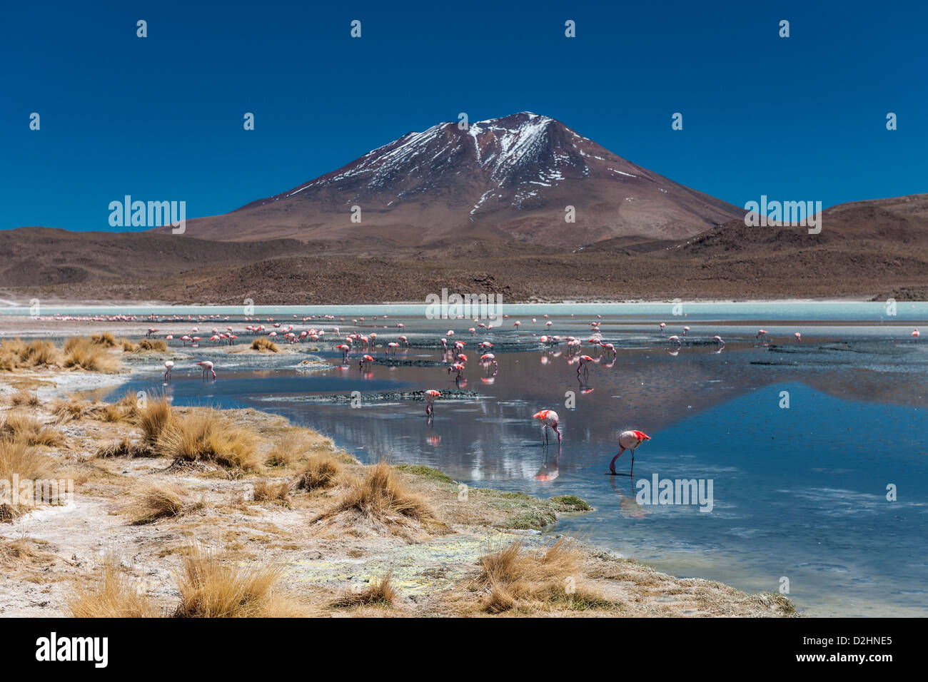 James's Flamingo, Phoenicoparrus jamesi, Laguna Hedionda, Laguna Hedionda, Reserva Nacional de Fauna Andina Eduardo Abaroa Foto de stock