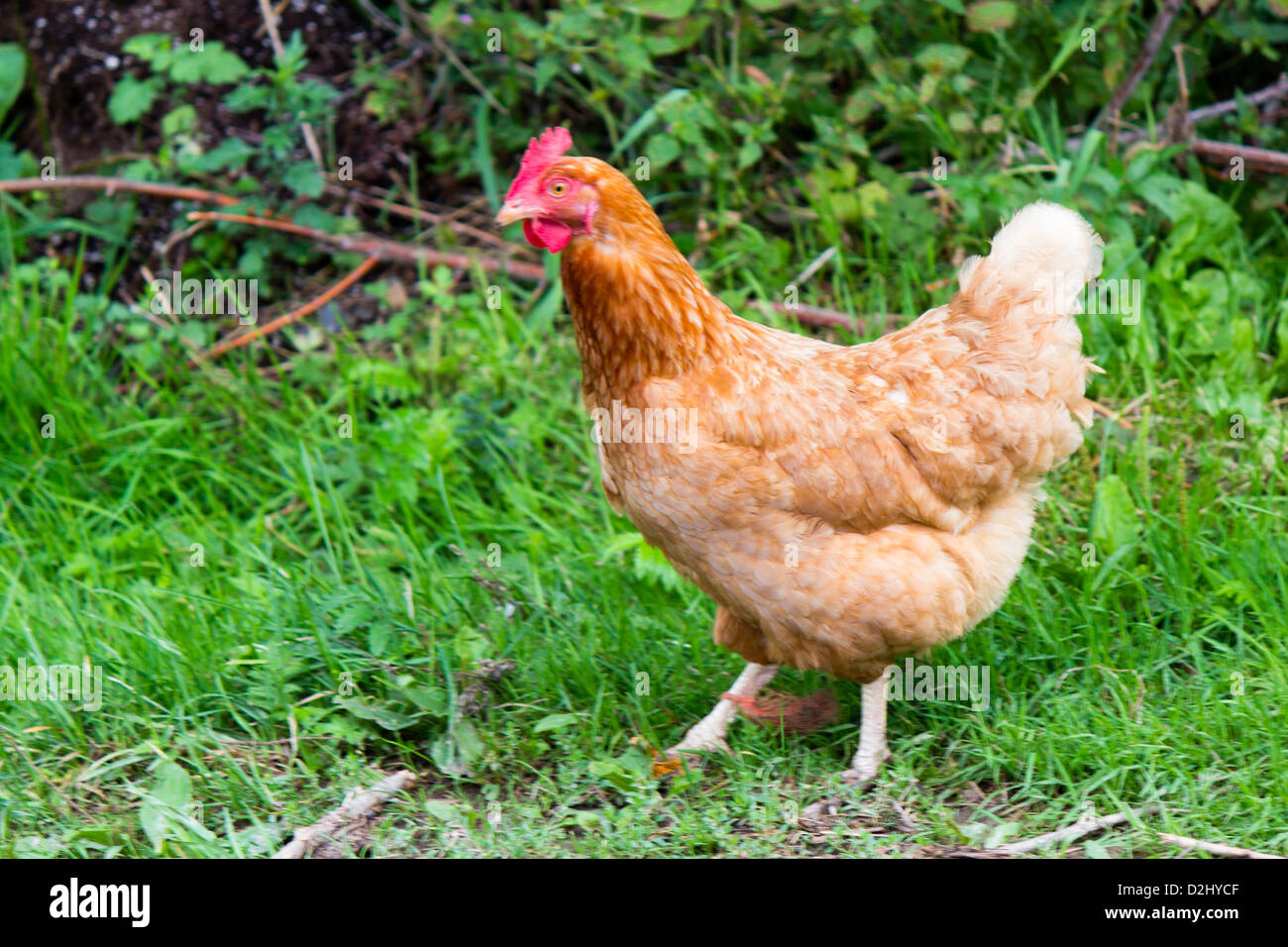 Un solitario free range pollo Foto de stock