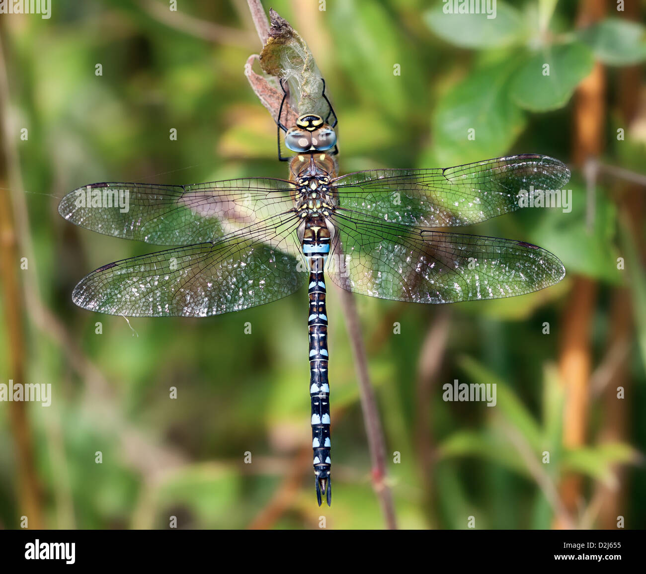 Un hombre migrante Hawker dragonfly perchas en banco vegetación lateral con sus alas abiertas. Foto de stock
