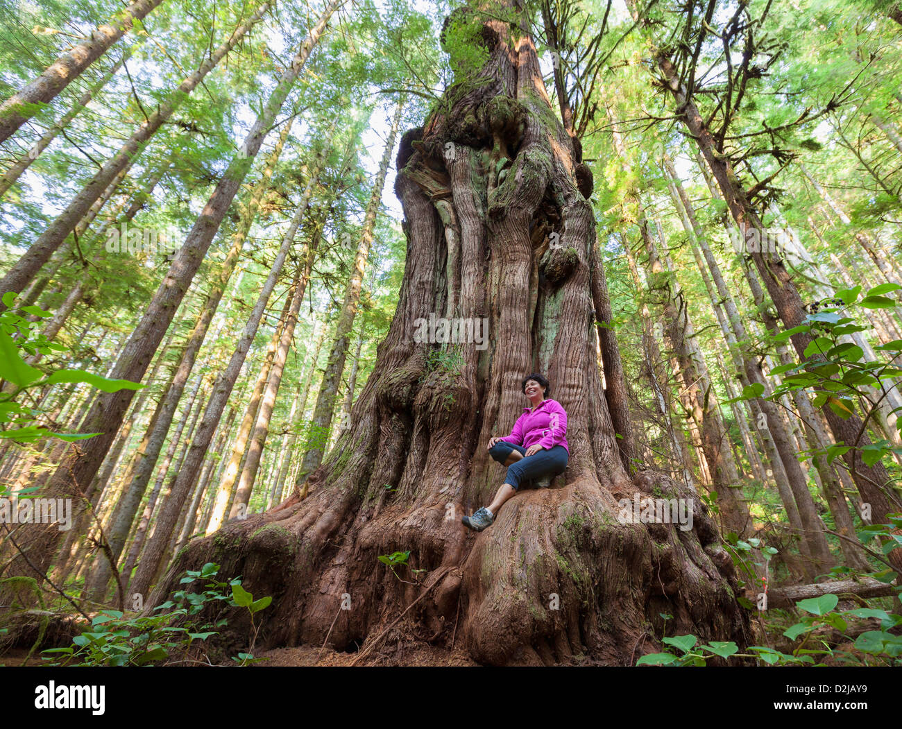 Una mujer sentada sobre la canadiense gnarliest cedro gigante en lo que se llama avatar bosque cerca de Port renfrew;Vancouver Island B. C. Foto de stock