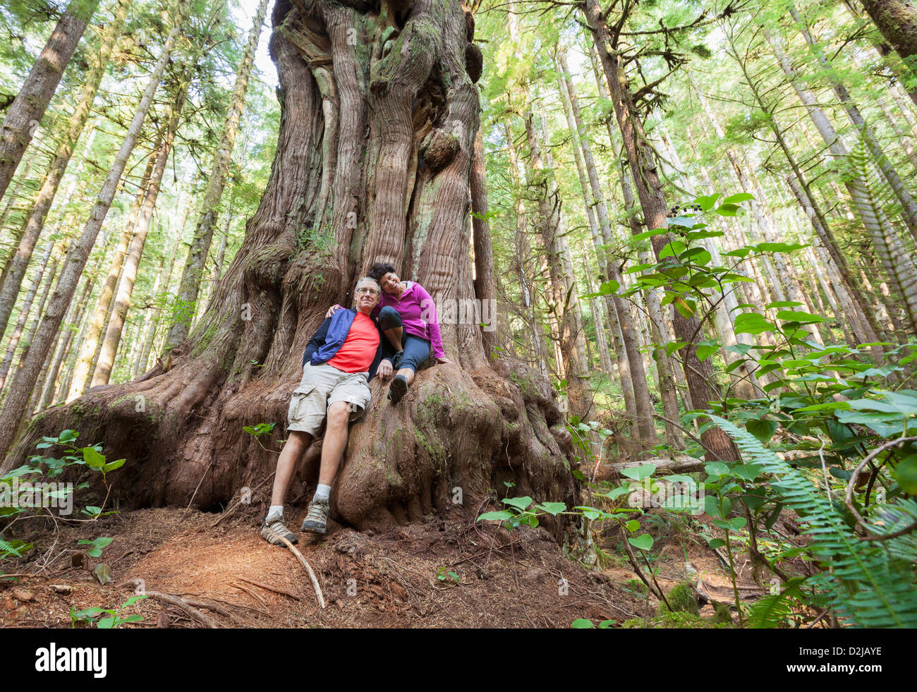 Una pareja sentada en un gigantesco saturno cedro en avatar grove la isla de Vancouver, British Columbia, Canadá Foto de stock