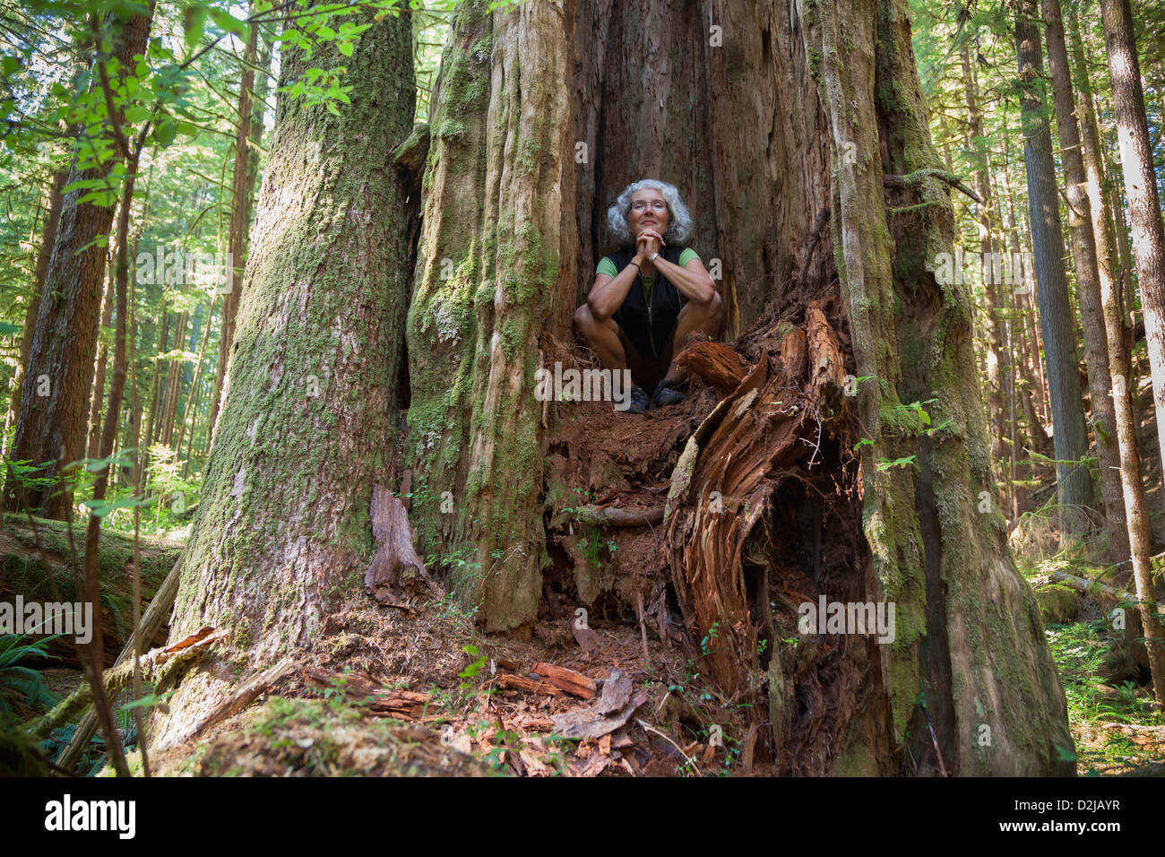 Una mujer mayor en el bosque de avatar en la isla de Vancouver, cerca de Port renfrew, British Columbia, Canadá Foto de stock