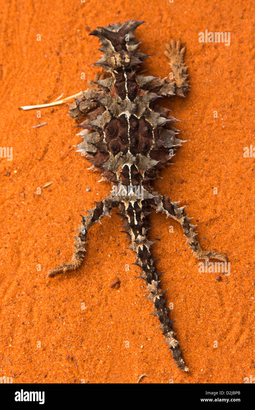 Diablo espinoso, Australia Fotografía de stock - Alamy