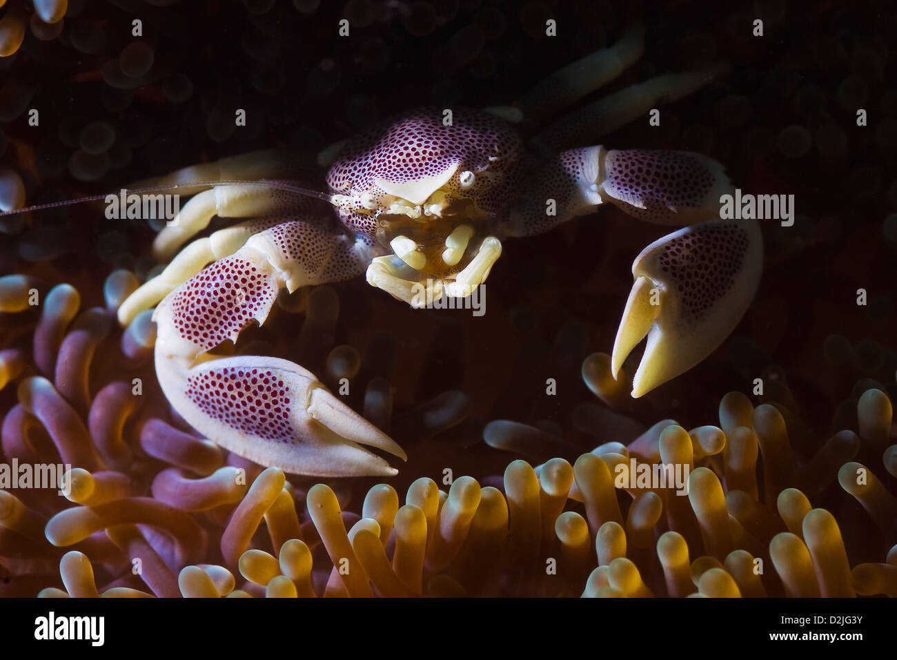 Violeta Pocelain mierda en anémona submarino en los arrecifes en Sipadan, Malasia Foto de stock