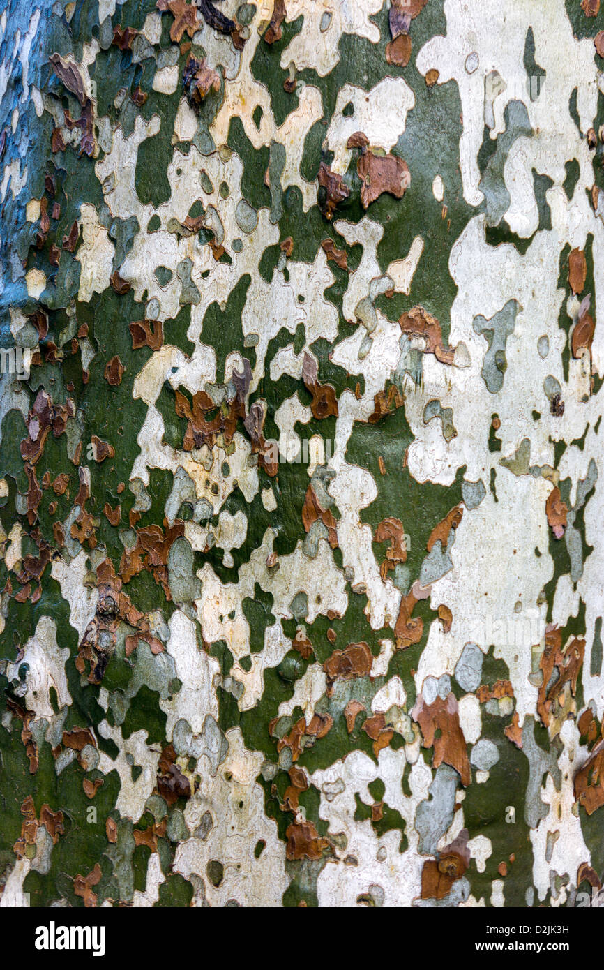 Moteadas de corteza de árbol de avión de Londres, Platanus × acerifolia Foto de stock