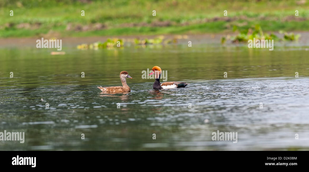 Dos rojo-crested fochas,migratorias de aves, buceo, pato, Rufina Rhodonessa, nadando en el agua, espacio de copia Foto de stock