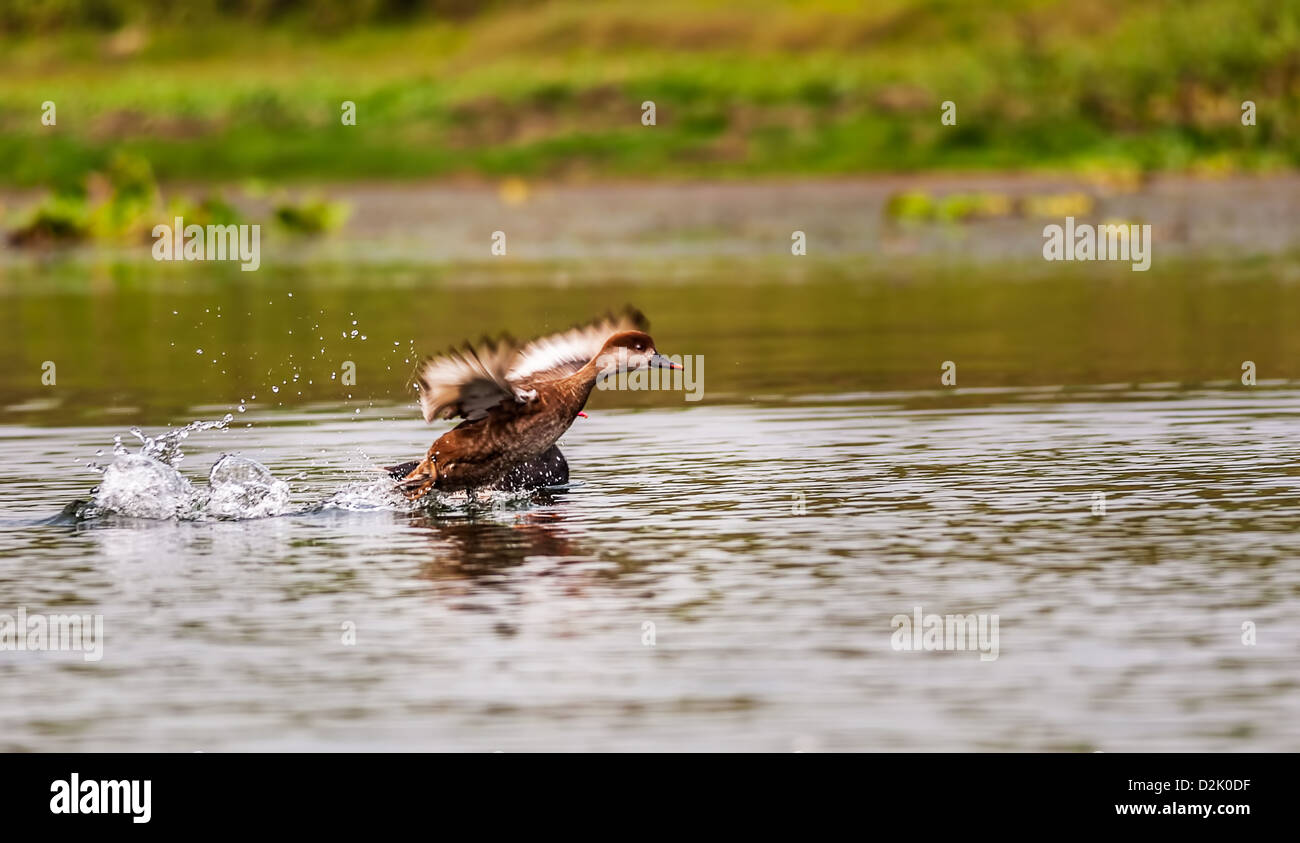 Rojo-crested Pochard,migratorias de aves, buceo, pato, Rufina Rhodonessa, sacando agua, espacio de copia Foto de stock